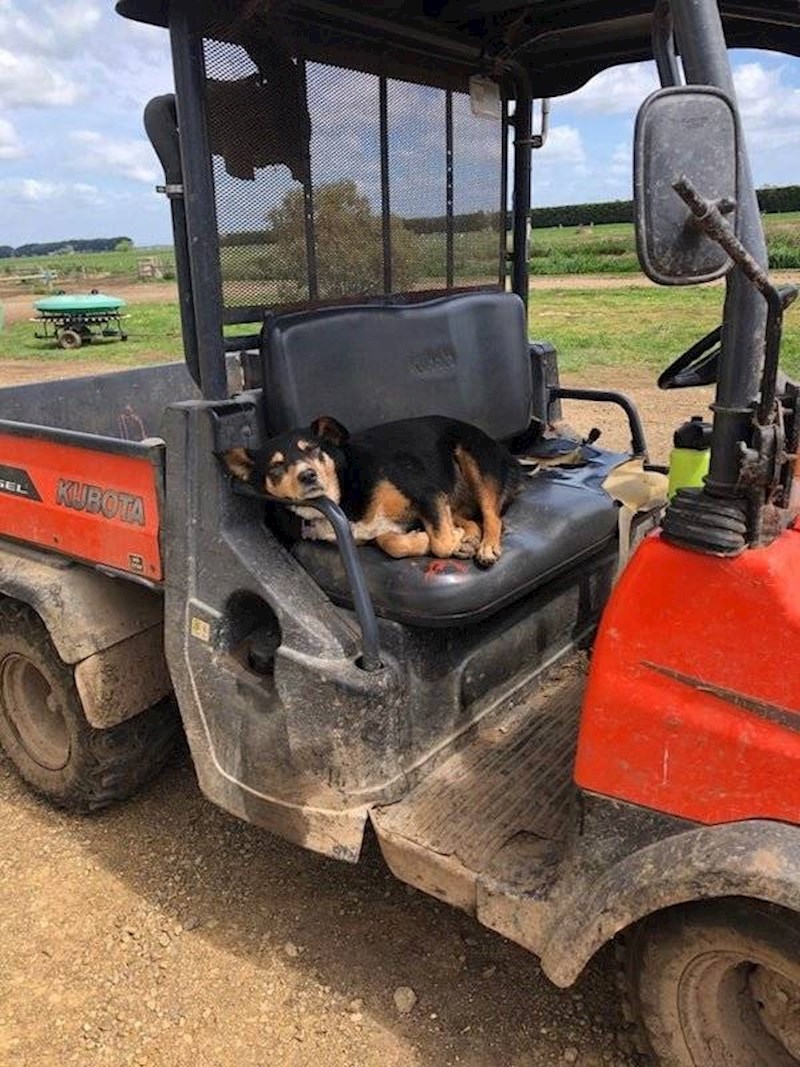 Mali predah od napornog rada u polju.