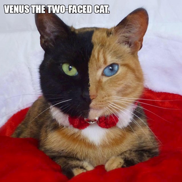 7. Venus, maca s dva lica