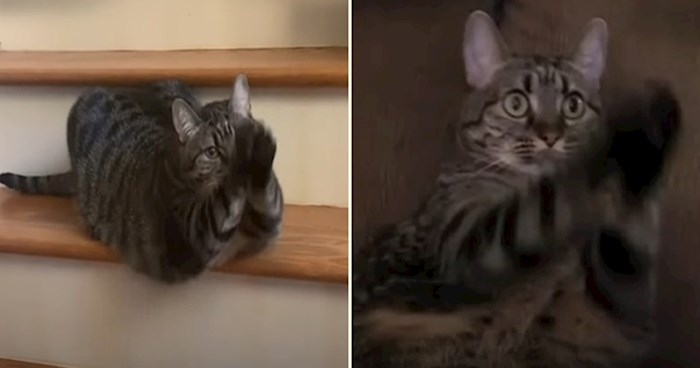 VIDEO Preslatka bucmasta mačka po cijele dane šapicama žica hranu