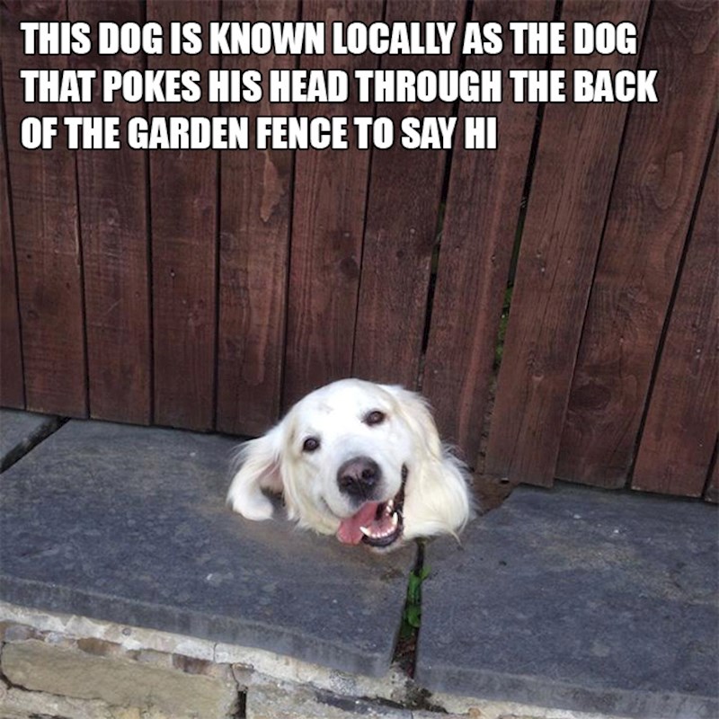 12. Ovaj pas poznat je u susjedstvu kao pas čija glava svako malo izviri iz ograde samo kako bi vas pozdravio