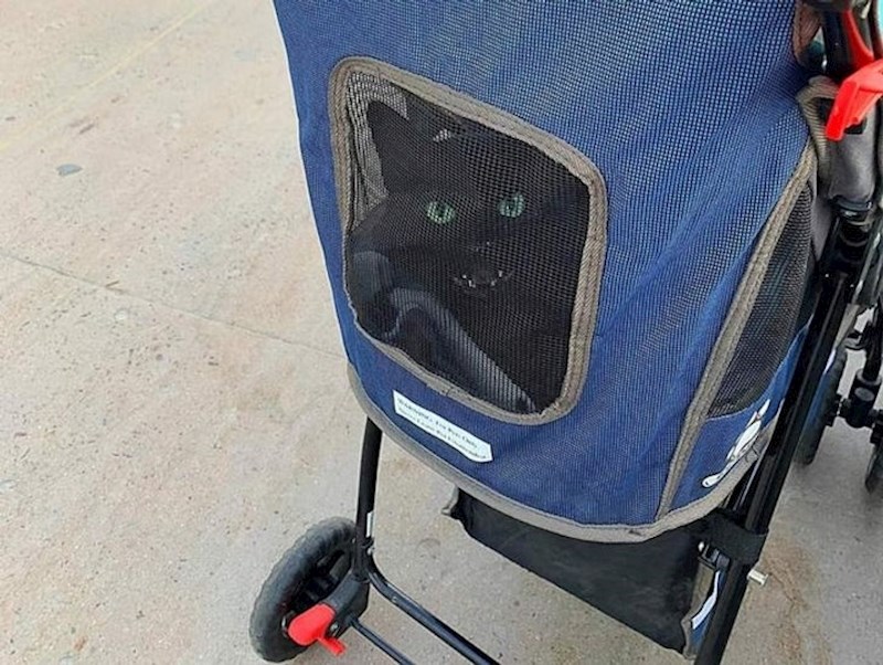 14. Ova maca nije baš zadovoljna kolicima niti šetnjom.