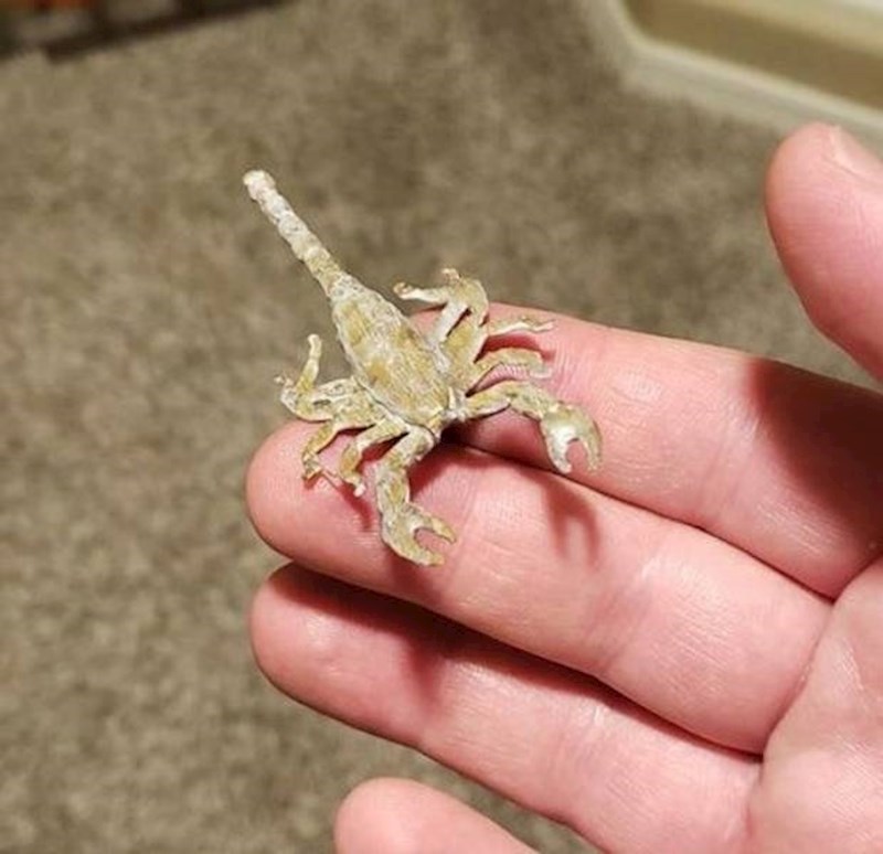 1. "Podvalio sam ženi lažnog škorpiona u krevet. Danas spavam na kauču."