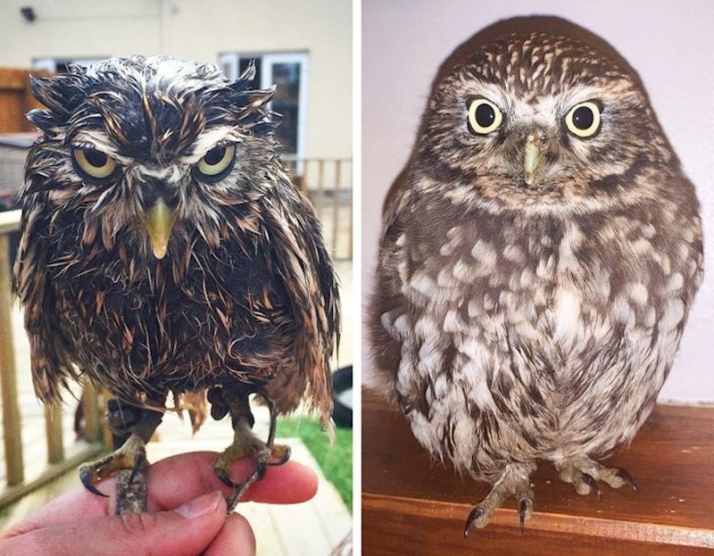 15. Evo zašto ne vidimo da sove lete po kiši..🤣