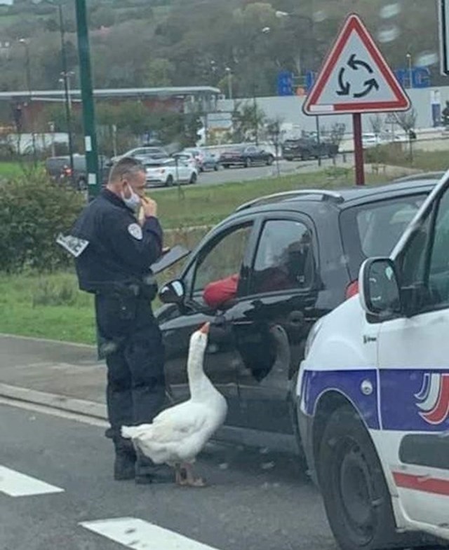 11. Policajac i njegov kolega - gusak