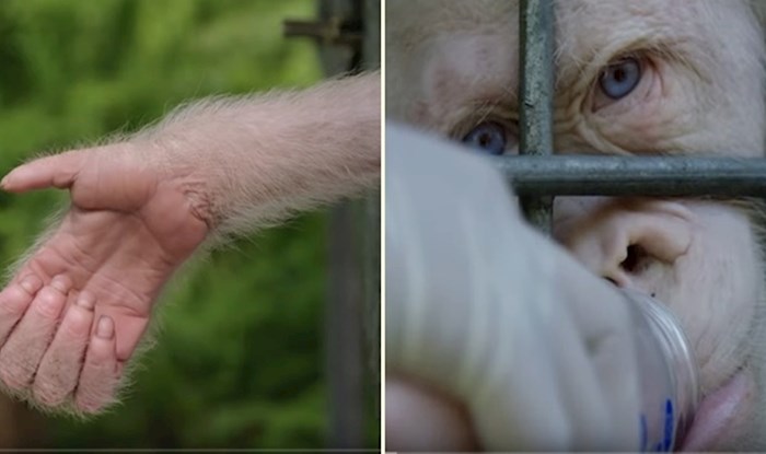 VIDEO Upoznajte Albu, jedinu poznatu albino orangutanicu na svijetu