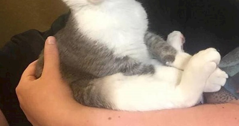 Cura je sasvim slučajno snimila vjerojatno najbolji selfie s mačkom ikad