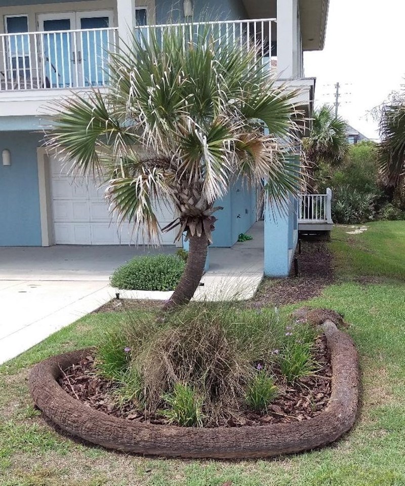 9. Palma koja se srušila i nastavila rasti