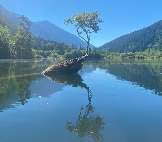 10. Bonsai je izrastao iz stvarno fascinantnog mjesta...