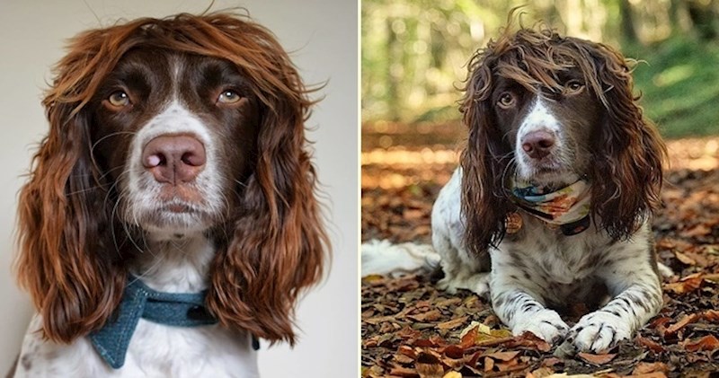 Preslatki španijel Finn ima frizuru bolju od većine ljudi