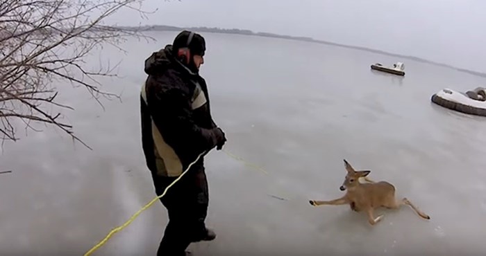 VIDEO Dirljiva snimka spašavanja srna koje su zapele usred zaleđenog jezera