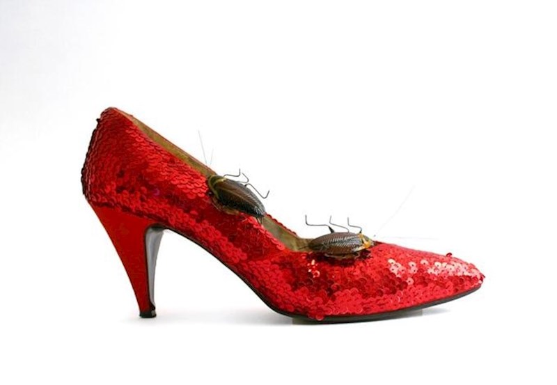 10. Štikla sa žoharima