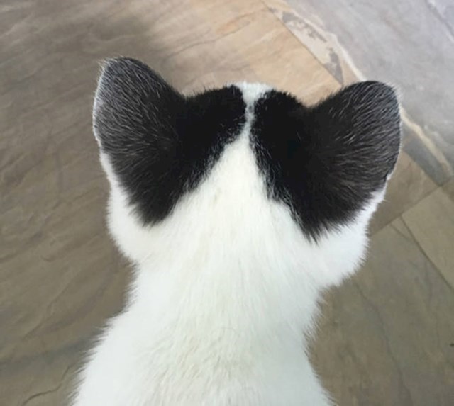 13. Maca koja ima srčeka na ušima