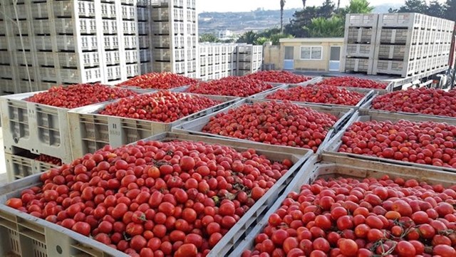 6. Ovi sanduci za rajčice na prvu izgledaju kao gradski krovovi