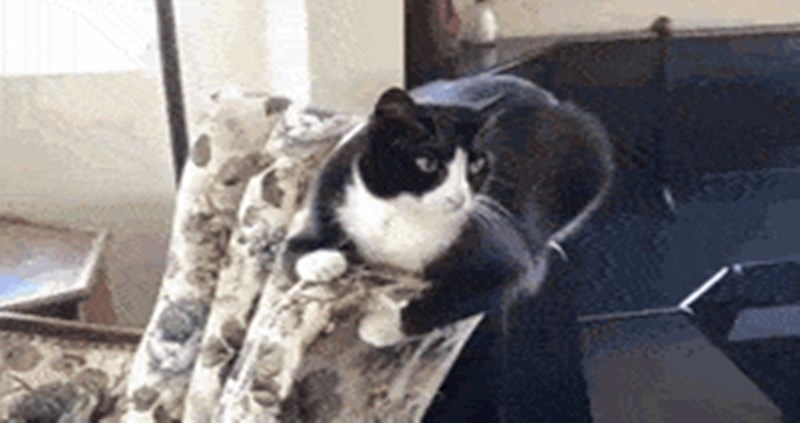 Nećete moći vjerovati kad vidite što je ova mačka učinila svojom težinom