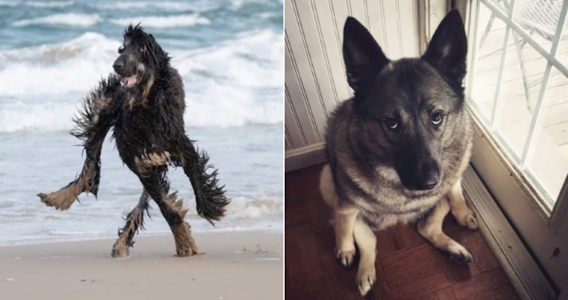 Luckasti psi s kojima definitivno nešto nije u redu