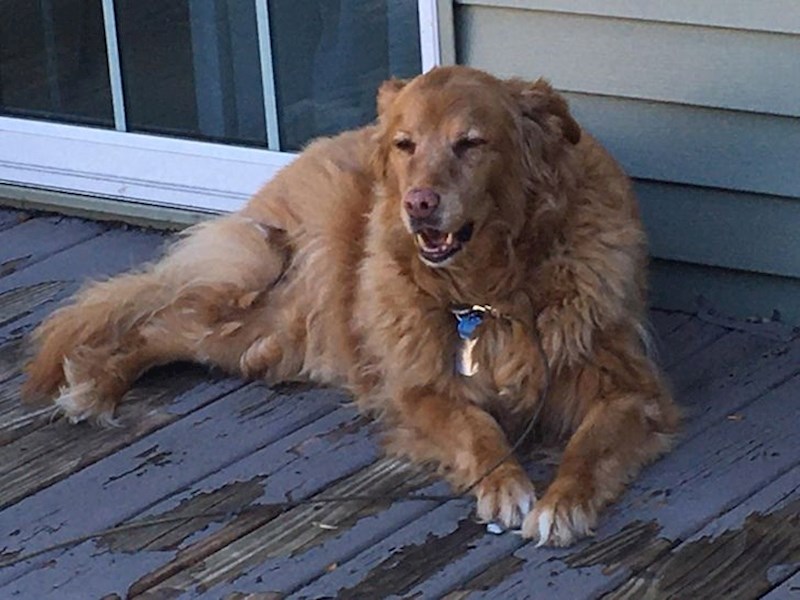 2. Stari Zlatni retriver - nema psa koji izgleda mudrije!