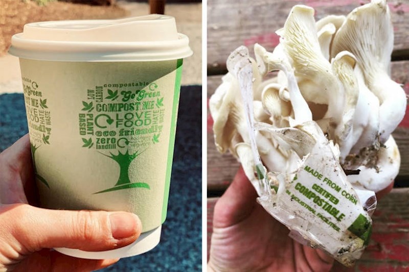 2. Netko je uspio uzgojiti bukovače u biorazgradivoj čaši