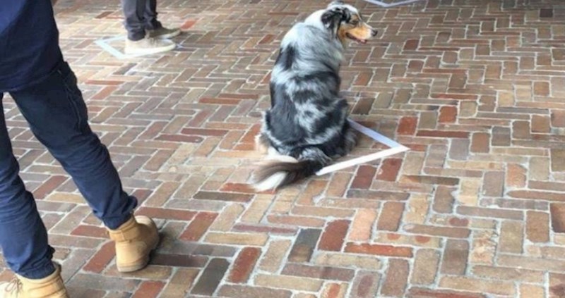 Pogledajte kako ovaj pametni peso poštuje pravilo socijalnog distanciranja