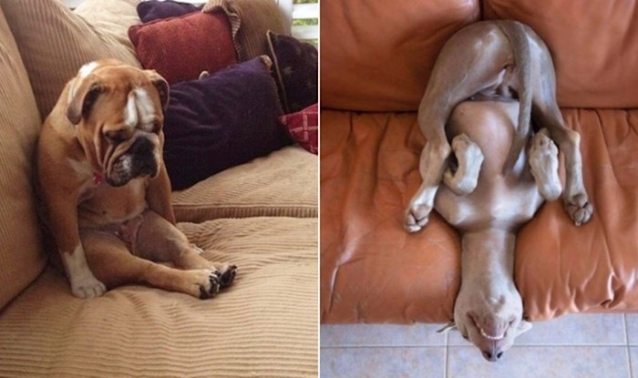 22 smiješne fotke pasa u čudnim pozama koje prkose zakonima fizike