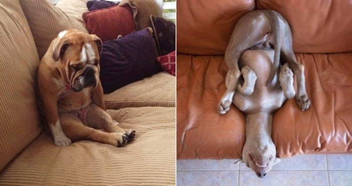 22 smiješne fotke pasa u čudnim pozama koje prkose zakonima fizike