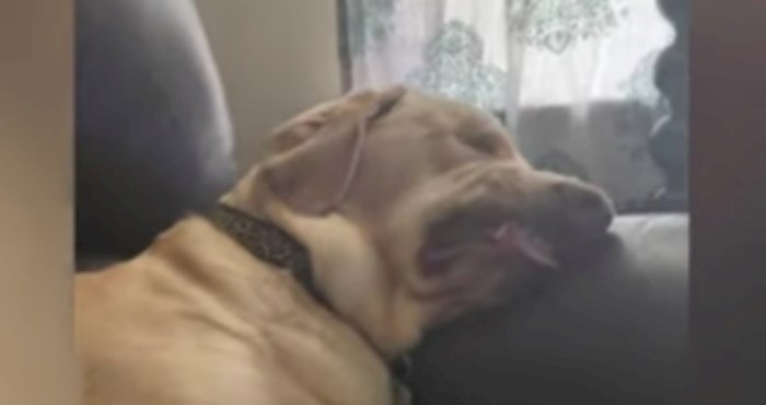 VIDEO Pas koji drijema postao je hit zbog urnebesnih grimasa koje proizvodi, morate pogledati