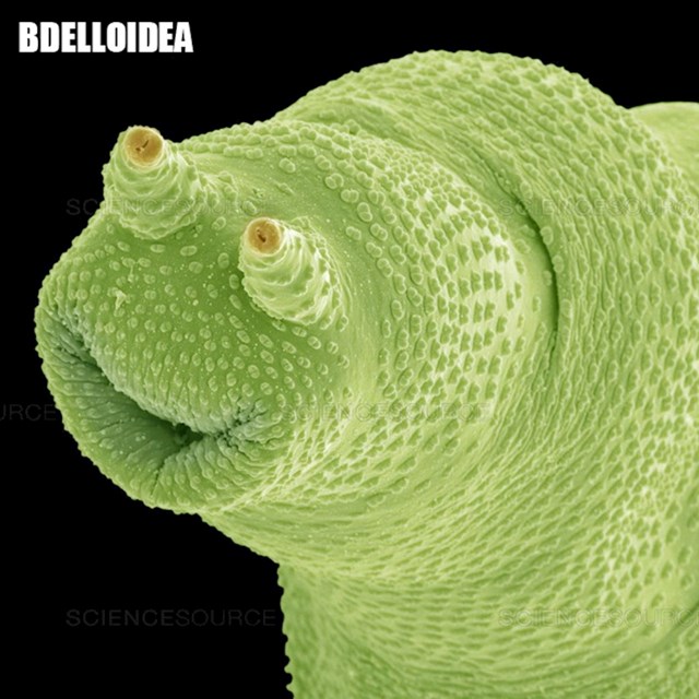 8. Bdelloidea