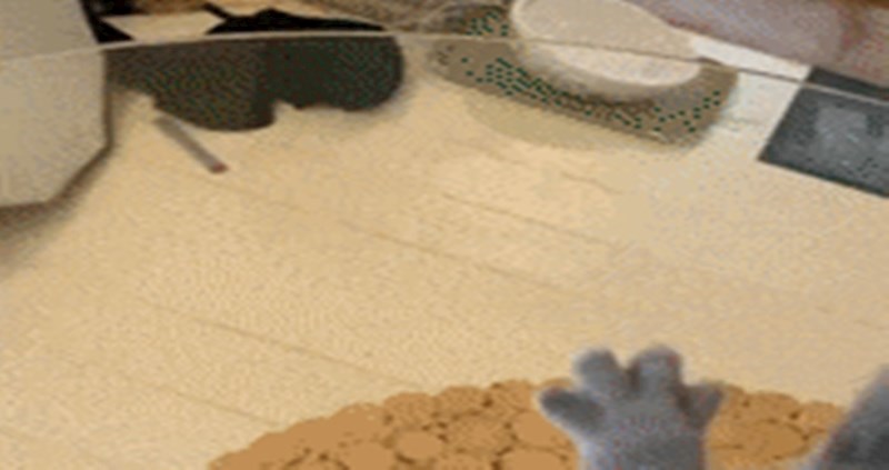 Želite savršenu fotku vaše mace? Sve što vam treba su stakleni stol i poslastica