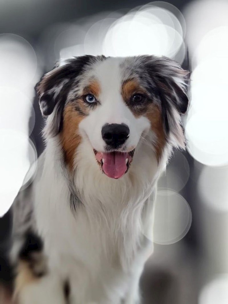 2. Ima dva različita oka.😍