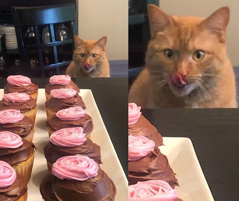 16. Čeka priliku da zgrabi jedan...