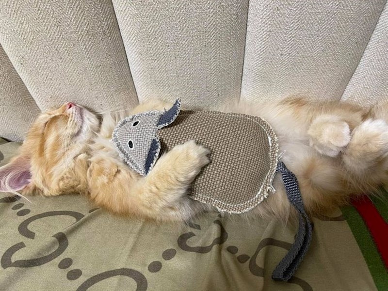 7. Zaspao je sa svojom najdražom igračkom!😍