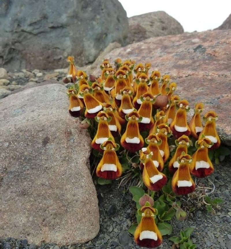 1. Cvijeće koje izgleda kao 3D kokoši s naočalama.