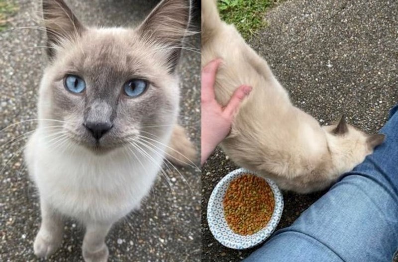 "Nakon godinu dana, konačno sam ju uspila pomaziti."