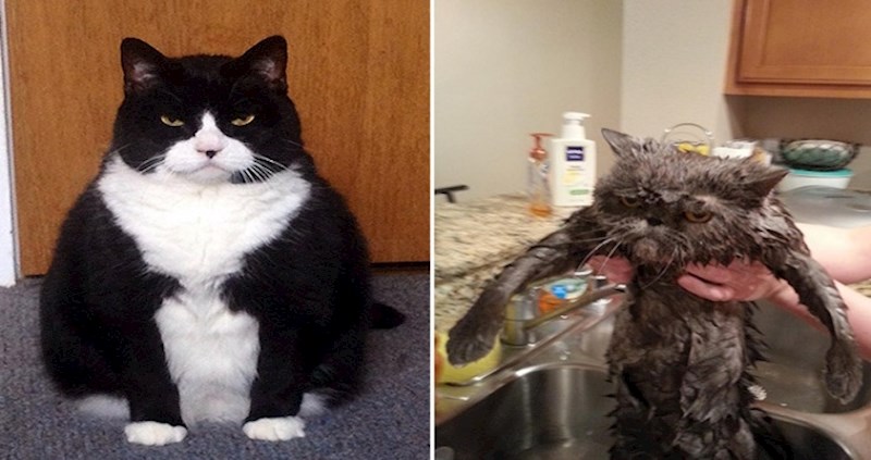 20 mačaka koje su njihovi vlasnici uspjeli dobro naživcirati