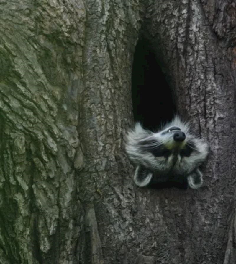 12. Pronašao sam rakuna koji zna kako se opustiti...