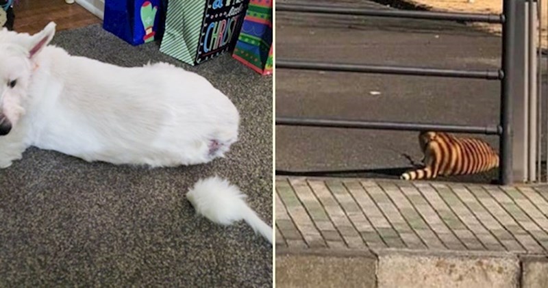 Nestašni ljubimci zbog kojih je njihove vlasnike umalo izdalo srce