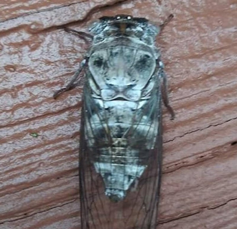 14. Insekt na kojem je lice lava