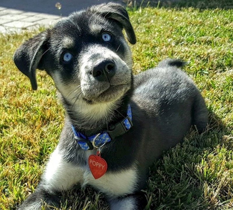 Njemački ovčar i haski