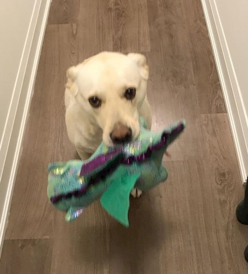 8. Svaki put kad dođu gosti mora donijeti svojeg plišanca. Ali nitko ga ne smije dirati! On je samo za gledanje.