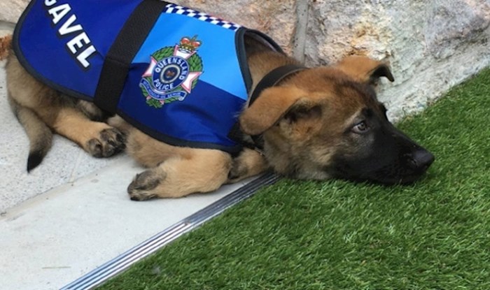 Policijski pas dobio je otkaz jer je bio presimpatičan, a onda mu je ponuđen posao iz snova