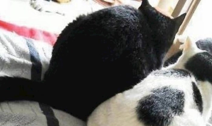 Ove dvije mačje prijateljice jako se vole, a to dokazuje i položaj njihovih repova