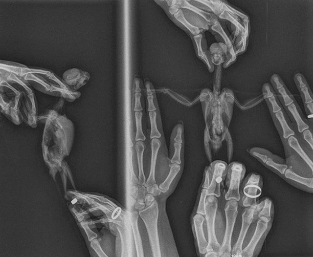 1. Ovako se radi rendgenska snimka papige - dvoje ljudi moraju ju držati na leđima i na boku