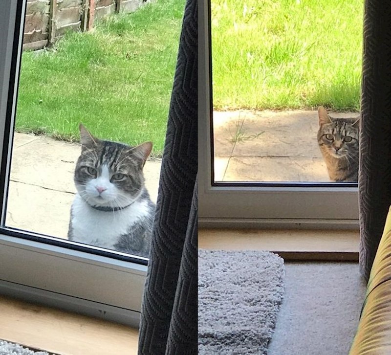 13. Niti jedna od ovih mačaka nije naša...