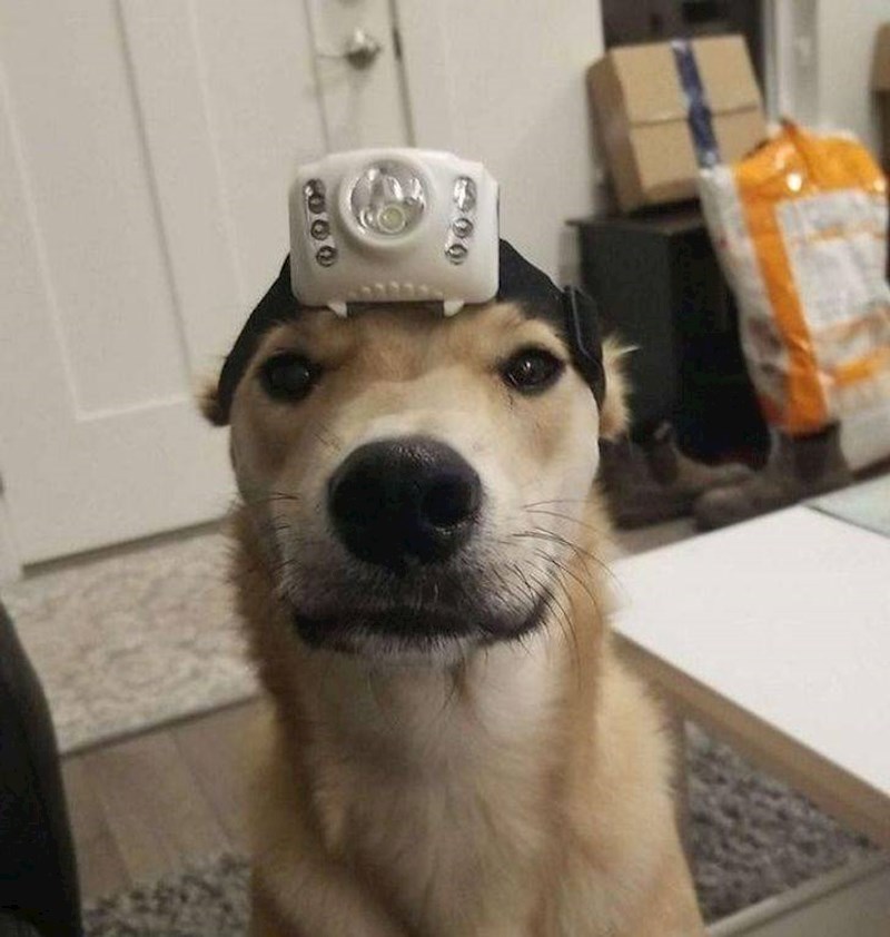 4. Spreman je za noćno kakanje! 🤣