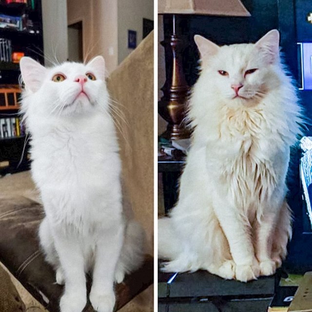 14. Lijevo je mačka ljeti, a desno ista ta mačka zimi. Razlika u krznu je wow!