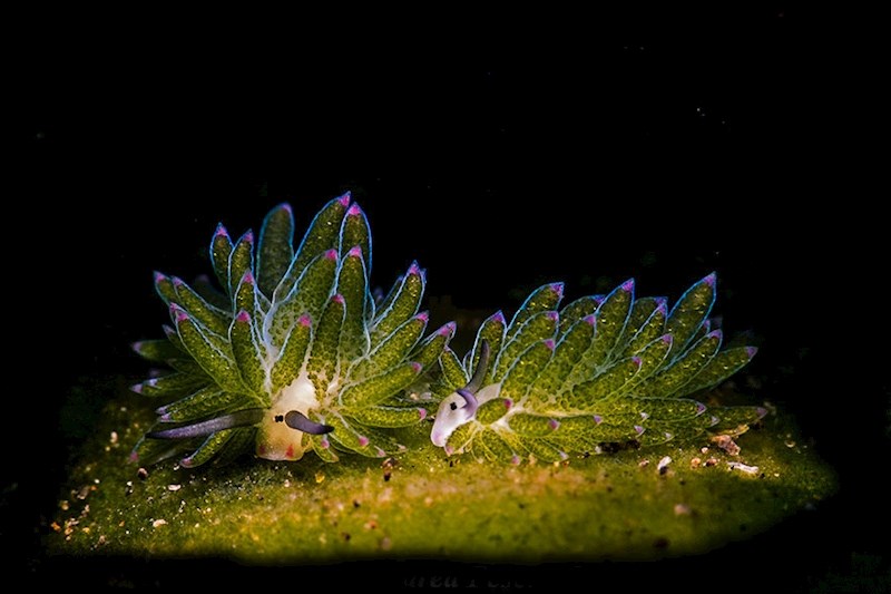 8. mjesto - Andrea Pescarolo