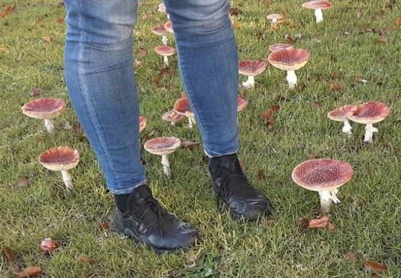 8. Dosta velike gljive