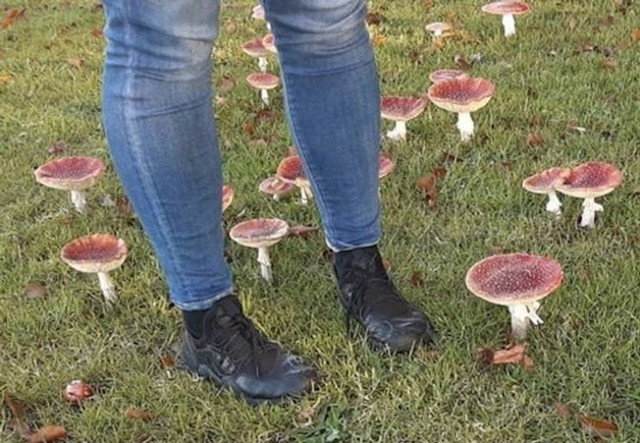 8. Dosta velike gljive