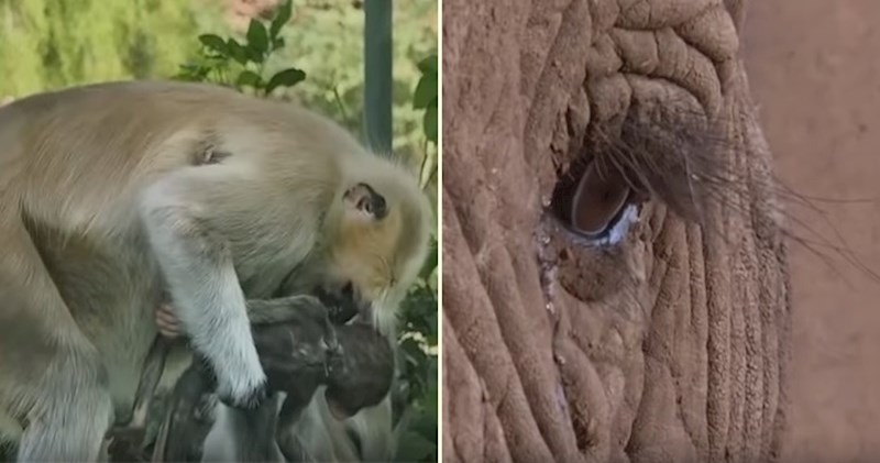 VIDEO Pogledajte na kako dirljiv način se životinje opraštaju sa svojim mrtvima