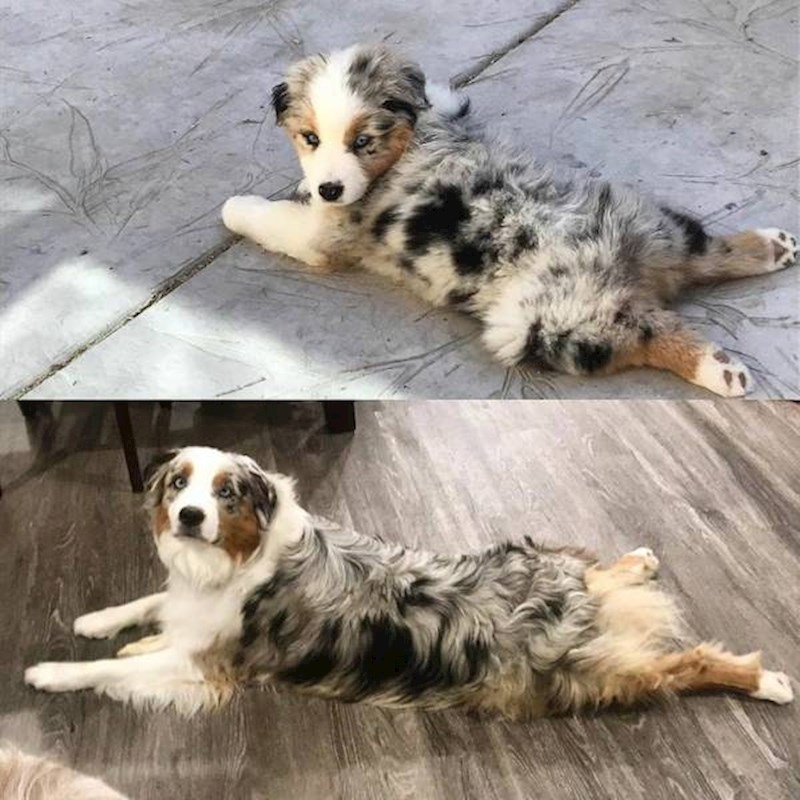 9. Malo je veći, ali šare su ostale iste