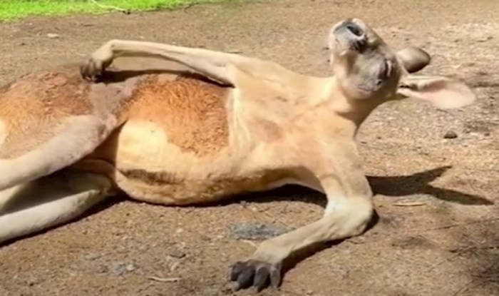 VIDEO Rastopit ćete se kad vidite klokana koji se bezbrižno češka na suncu